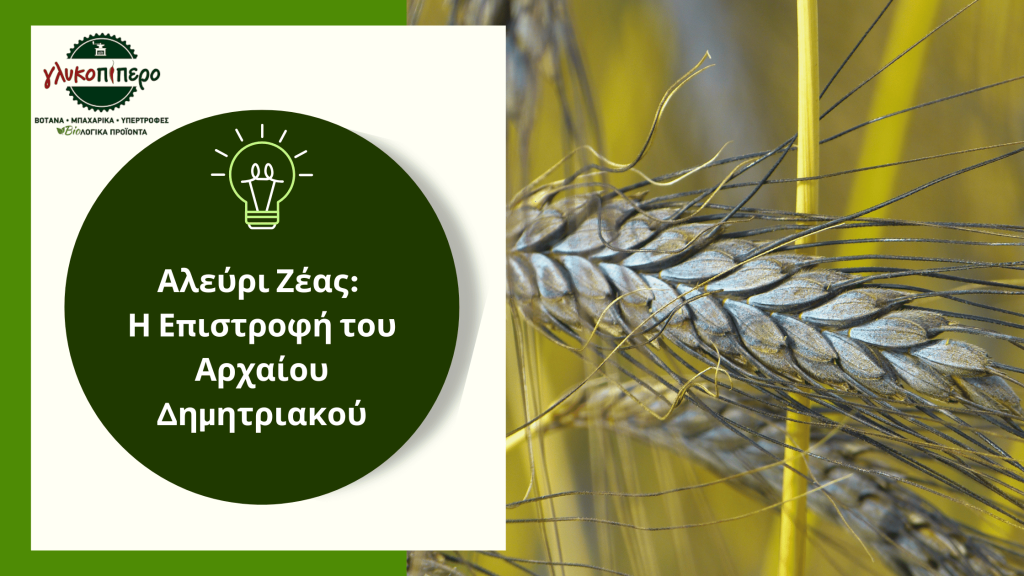 αλευρι ζεας