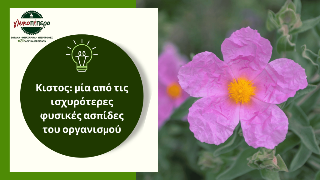 κιστος