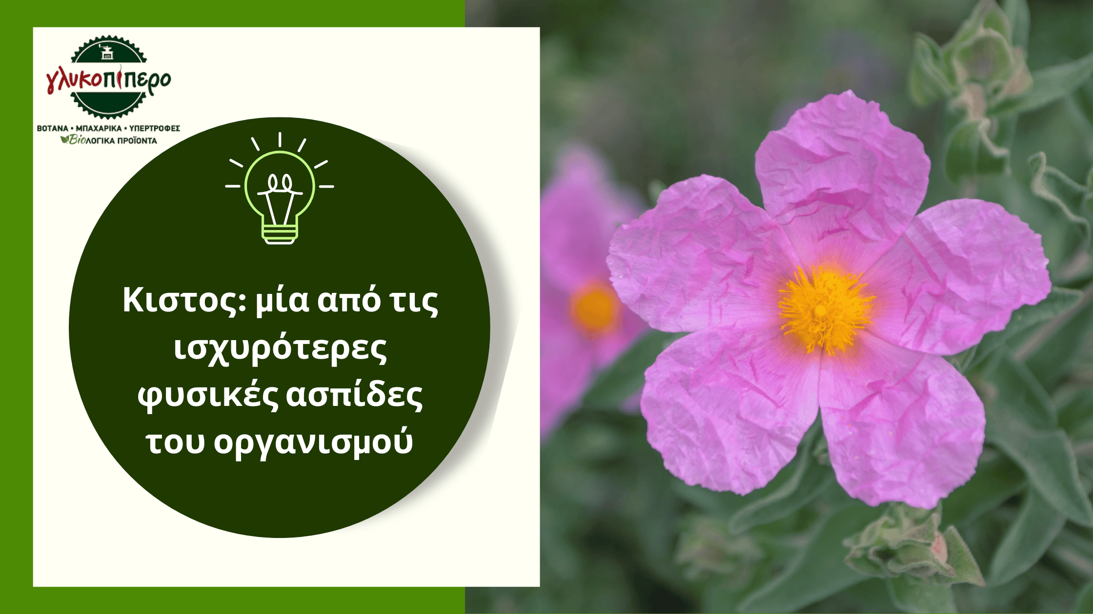κιστος